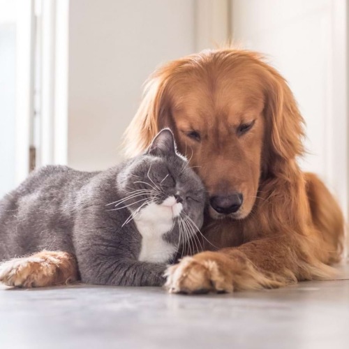 a dog and a cat laying on a floor
